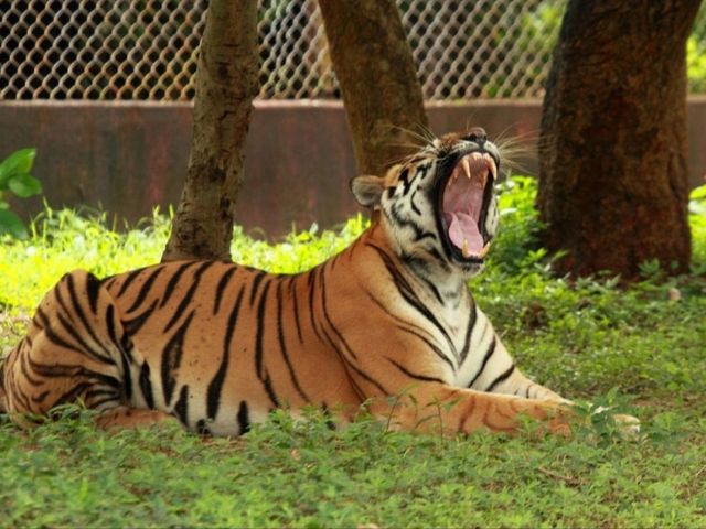 Nandankanan Zoological Park - Odisha Photo Gallery - Bhubaneswar Cab Rental