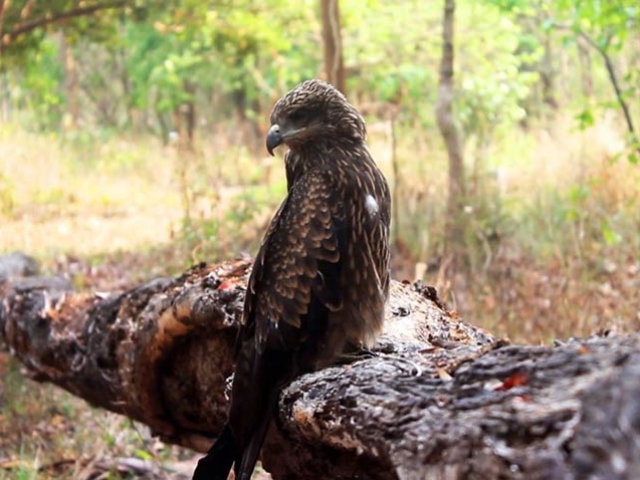 Simlipal National Park - Odisha Photo Gallery - Bhubaneswar Cab Rental