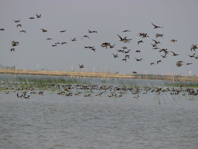 chilika lake - Odisha Photo Gallery - Bhubaneswar Cab Rental