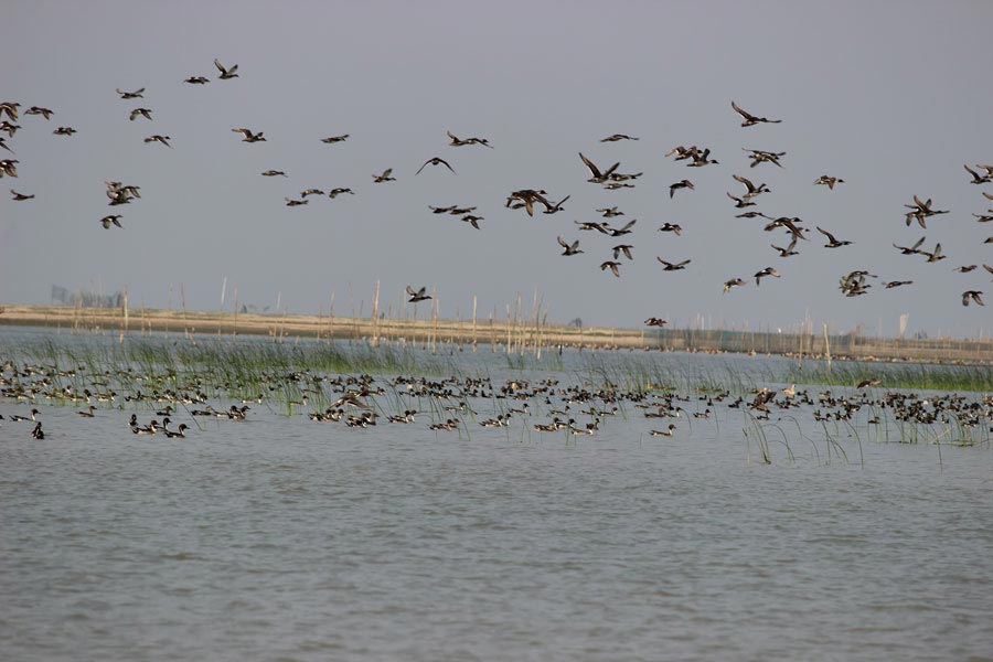 chilika lake - Odisha Photo Gallery - Bhubaneswar Cab Rental