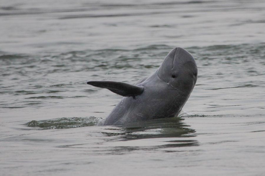 Dolphin, Satapada - Odisha Photo Gallery - Bhubaneswar Cab Rental