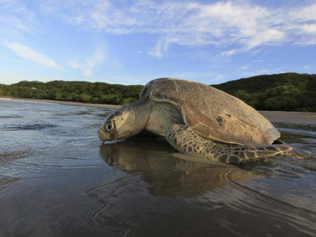 Olive Ridley - Odisha Photo Gallery - Bhubaneswar Cab Rental