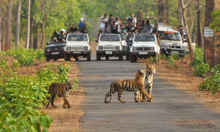 Satkosia Tiger Reserve- Odisha Photo Gallery - Bhubaneswar Cab Rental