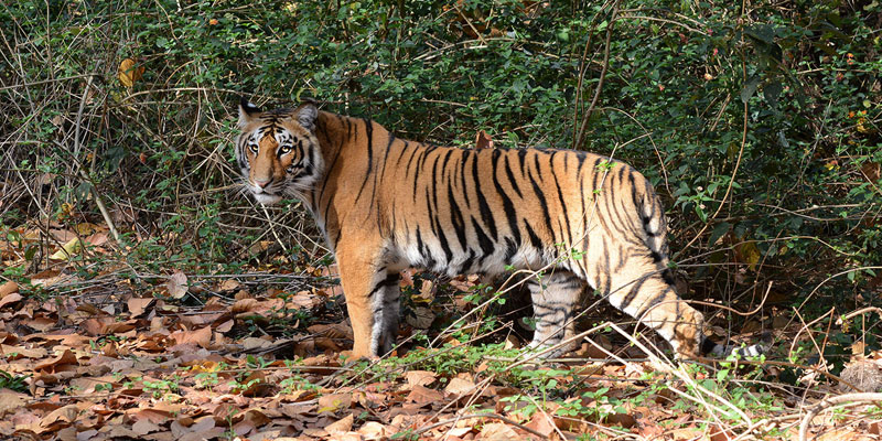 Satkosia Tiger Reserve Tour